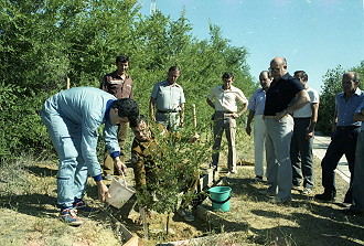 traidional tree plant in Baikonur